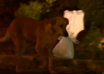 Curuzú Cuatiá: un perro encontró una bolsa con un feto