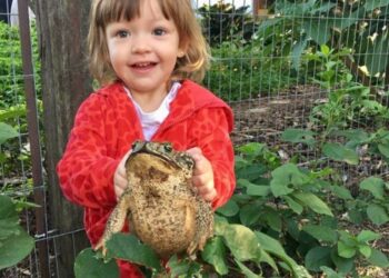 La nena correntina que es viral en las redes por su amor a los sapos
