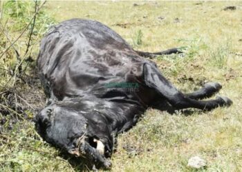 El misterio de las vacas mutiladas pone en alerta a la tercera sección de Esquina