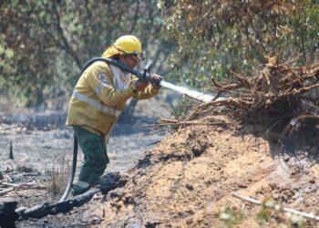 Corrientes: el fuego ya arrasó con 800 mil hectáreas y las pérdidas se estiman en $26.000 millones