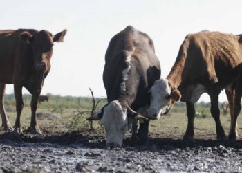 Emergencia Agropecuaria: los requisitos para los productores