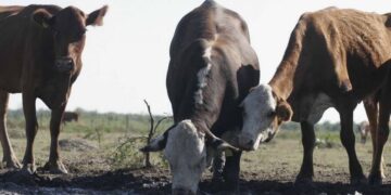 Emergencia Agropecuaria: los requisitos para los productores