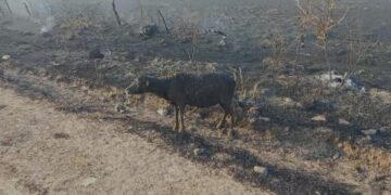 Incendios en Corrientes: un productor estuvo 40 horas apagando el fuego en su campo pero no pudo salvar parte de sus animales