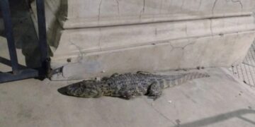 Goya: apareció un yacaré en pleno centro y lo rescataron