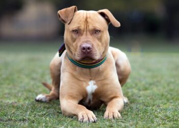 Feroz ataque de un pitbull a una bebé: le perforó el pulmón
