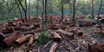 En 2021 se deforestaron más de 110 mil hectáreas en el norte argentino