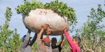 Corrientes ha perdido el 60% de su producción yerbatera