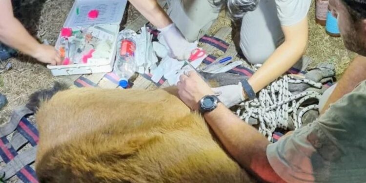 Carpinchos y yacarés, las especies autóctonas más afectadas por el fuego
