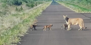 Apareció una hembra de puma con sus crías en un camino de acceso a Yacyretá