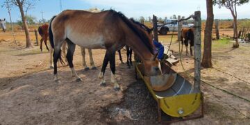 Incendios en Corrientes: chicos de una escuela técnica fabricaron bebederos para los animales