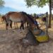 Incendios en Corrientes: chicos de una escuela técnica fabricaron bebederos para los animales