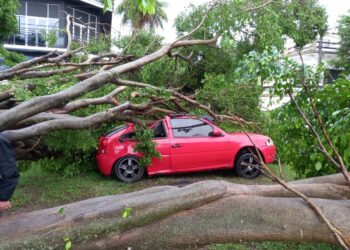 Esquina: feroz árbol cayó sobre un automóvil