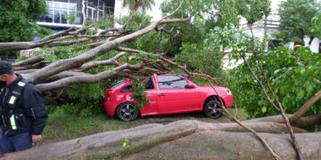 Esquina: feroz árbol cayó sobre un automóvil