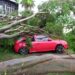Esquina: feroz árbol cayó sobre un automóvil