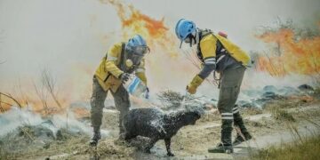 “Los animales están comiendo tierra”: el terrible relato de un productor correntino