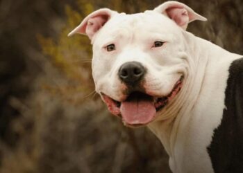 Una mujer de 87 años murió tras ser atacada por un pitbull