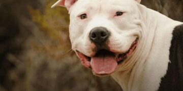Una mujer de 87 años murió tras ser atacada por un pitbull