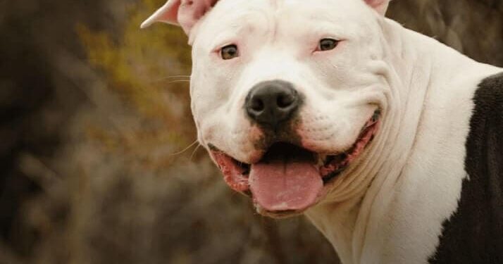 Una mujer de 87 años murió tras ser atacada por un pitbull