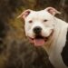 Una mujer de 87 años murió tras ser atacada por un pitbull
