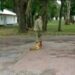 “El ejército no lo contuvo”, dijo el amigo del suboficial acusado de maltrato animal