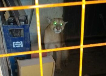 Video: salieron de su casa y un puma los sorprendió en el patio