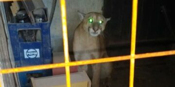 Video: salieron de su casa y un puma los sorprendió en el patio
