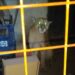 Video: salieron de su casa y un puma los sorprendió en el patio