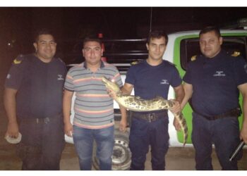Esquina: una familia encontró un yacaré en su vivienda
