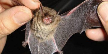 Corrientes: alerta por la detección de rabia en un murciélago