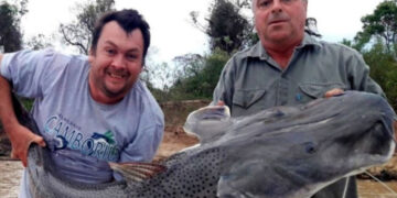 Pescadores sacaron un surubí de 50 kilos en el río Paraná