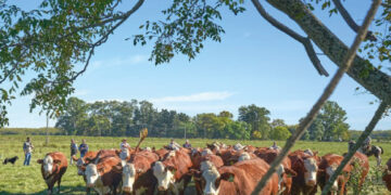 Corrientes, Esquina y Mercedes serán sede del Mundial Braford 2022
