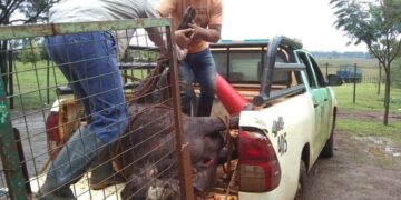 Virasoro: Demoraron a un hombre por la faena clandestina de una vaca