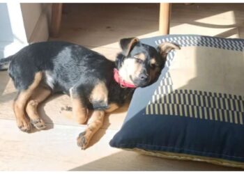 Coco, el perro que está varado en Ezeiza, recibirá una vacuna antirrábica y quedará en cuarentena
