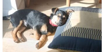 Coco, el perro que está varado en Ezeiza, recibirá una vacuna antirrábica y quedará en cuarentena