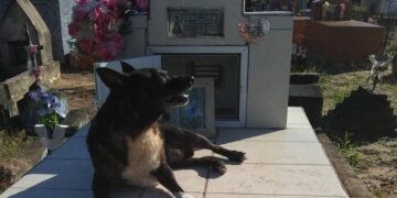 Corrientes: perrito visita todos los meses la tumba de su dueña