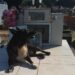Corrientes: perrito visita todos los meses la tumba de su dueña