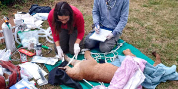 Goya: así rescataron al puma que apareció en un desagüe