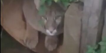 Susto en Goya: encontraron un puma escondico en un desagüe