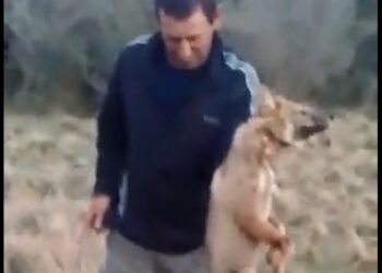 Detuvieron al hombre que prendió fuego la cola a un zorrito