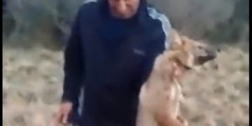 Detuvieron al hombre que prendió fuego la cola a un zorrito