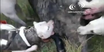 Paso de los Libres: Denuncian a un cazador por utilizar a sus perros para torturar animales