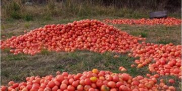 Crisis: productores tiran toneladas de tomates en Corrientes