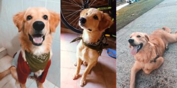Corrientes: le robaron el perro y ofrece una una recompensa de $80.000 por su devolución
