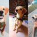 Corrientes: le robaron el perro y ofrece una una recompensa de $80.000 por su devolución