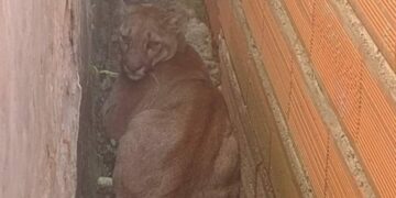 Temor y sorpresa: apareció un puma en Mariano I Loza