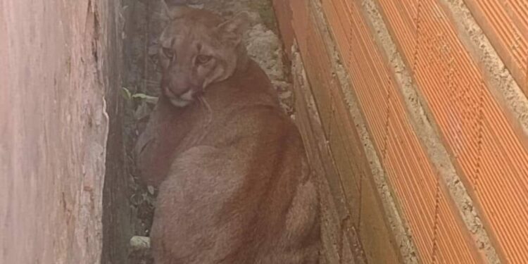 Temor y sorpresa: apareció un puma en Mariano I Loza