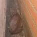 Temor y sorpresa: apareció un puma en Mariano I Loza