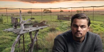 Leonardo DiCaprio celebró que el Iberá tenga 12 yaguaretés viviendo en libertad