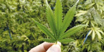 Caá Cannabis: el nuevo proyecto del Gobierno provincial que será presentado este lunes