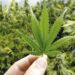 Caá Cannabis: el nuevo proyecto del Gobierno provincial que será presentado este lunes
